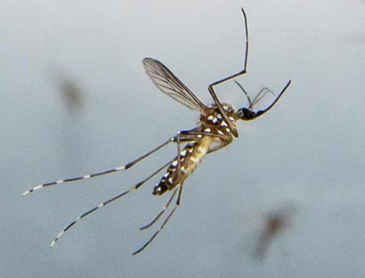 Female Ae. aegypti mosquito in flight