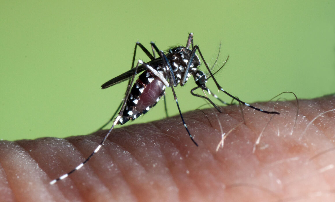 Aedes aegypti bloodfeeding