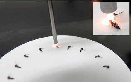 Age grading mosquitoes with NIRS