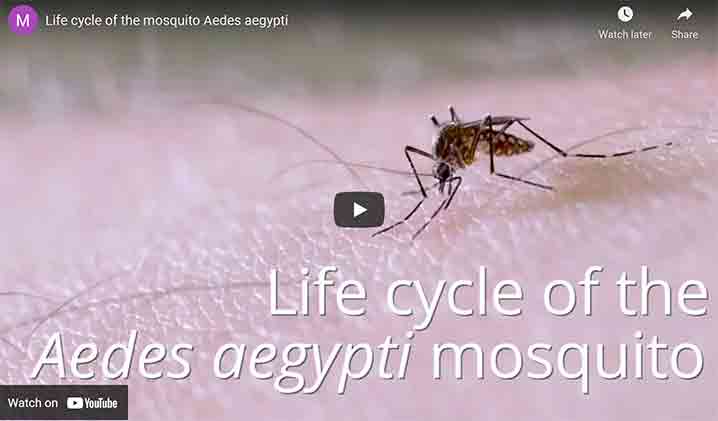Michael Riehle youtube mosquito life cycle